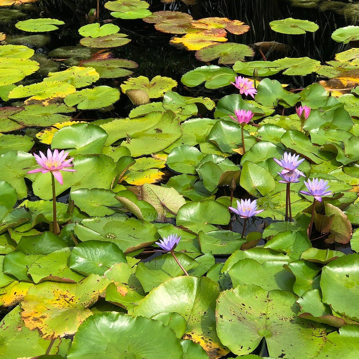 🌿 이시가키 섬 과학 정원 (이시가키지마 사이언스 가덴) 이미지 8